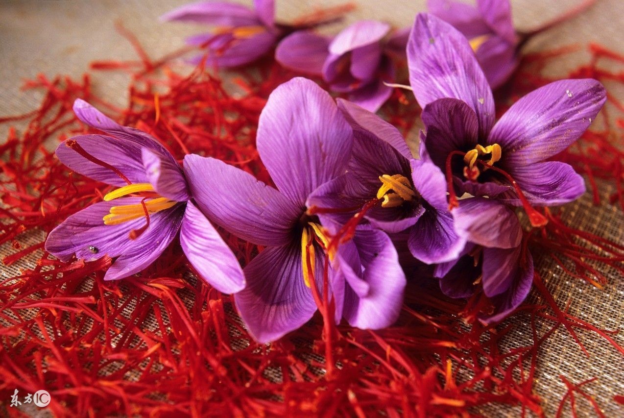 藏红花功效如此好是炒作吗,藏红花怎么炒作起来的