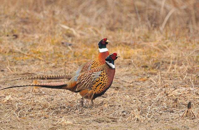 脑子进水的说法怎么来的,脑子进水了几大特征