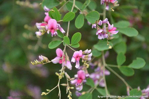 十年前血崩，她说是自己挖这个吃好的，你知道是什么吗？