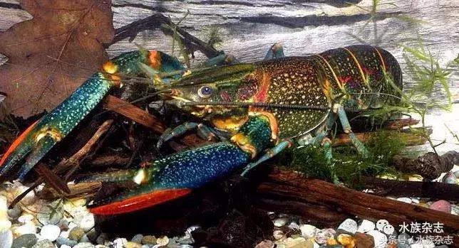 常见淡水观赏鳌虾大全,观赏鳌虾是淡水的吗