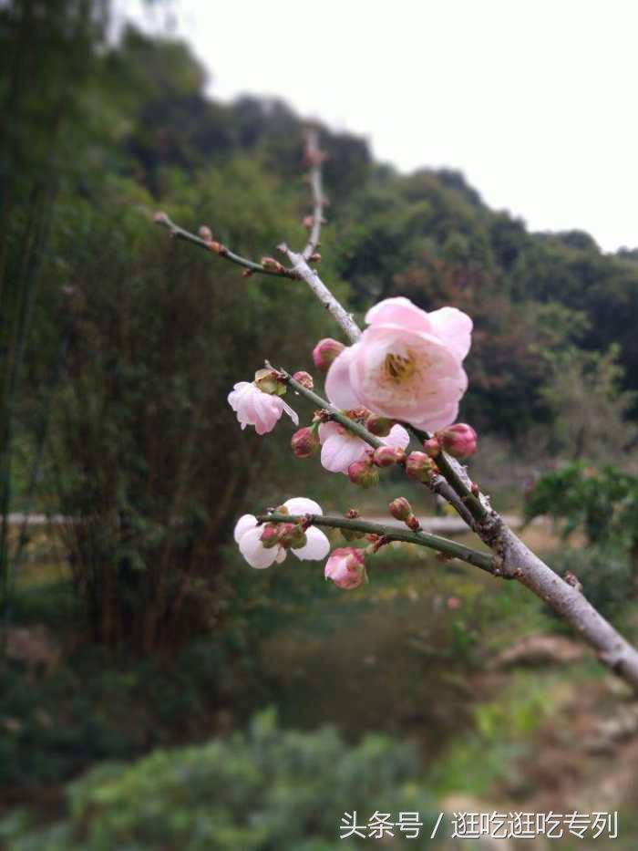 去萝岗香雪公园看梅花最佳时间,广州市白云山梅花谷赏梅花