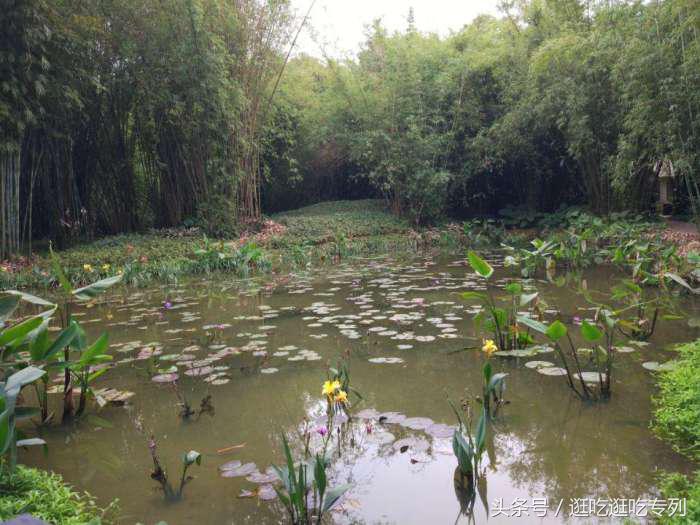 去萝岗香雪公园看梅花最佳时间,广州市白云山梅花谷赏梅花