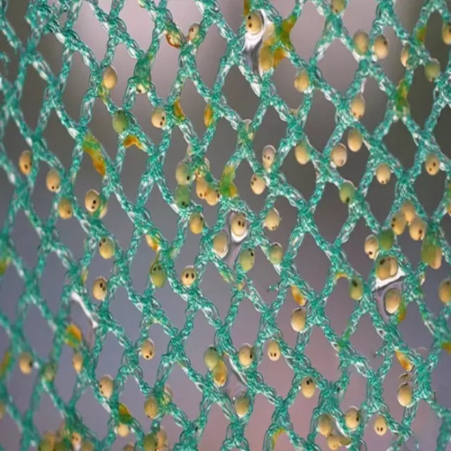 锦鲤繁殖孵化方法全过程,鱼缸锦鲤产卵后怎么孵化