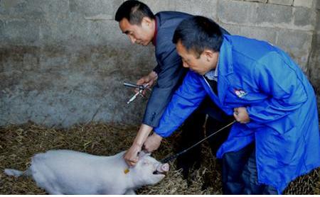 羊口蹄疫偏方治疗方法,猪口蹄疫病最佳治疗方法