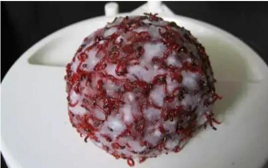 蚯蚓红虫怎么区分公母视频,红虫喂鱼还需要分公母吗