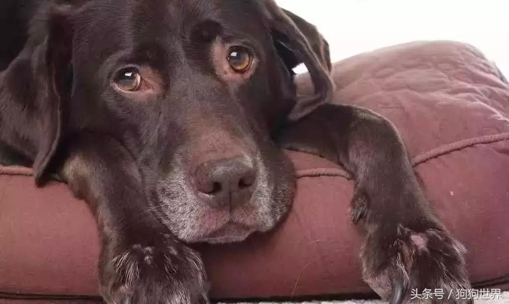 狗狗呕吐的常见原因和应对,导致狗狗呕吐常见的8个原因