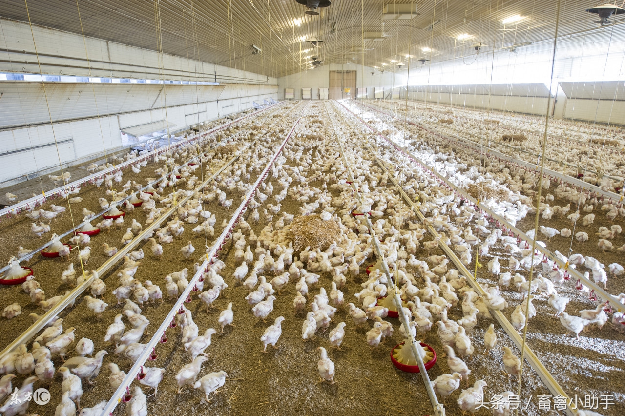 肉鸡感冒继发气囊炎,肉鸡流感最快解决方法