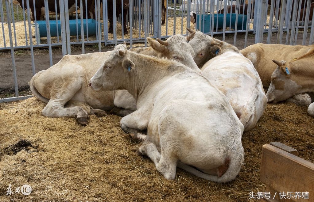 养牛多长时间见效益,养牛小白你知道吗?
