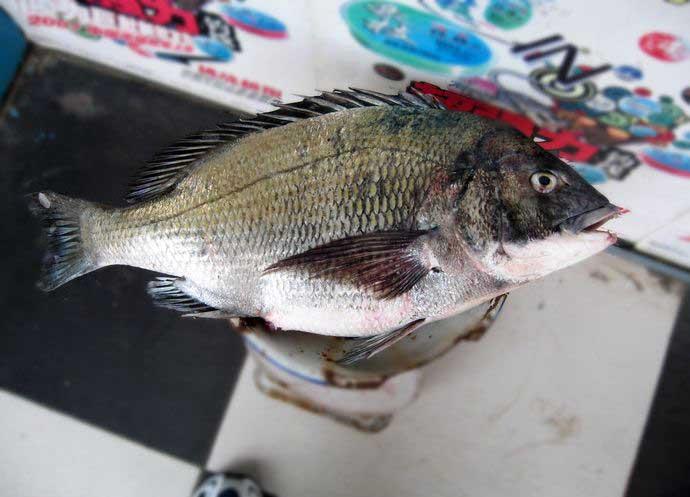 九种冬天也能钓的鱼,海边野钓有什么鱼好吃