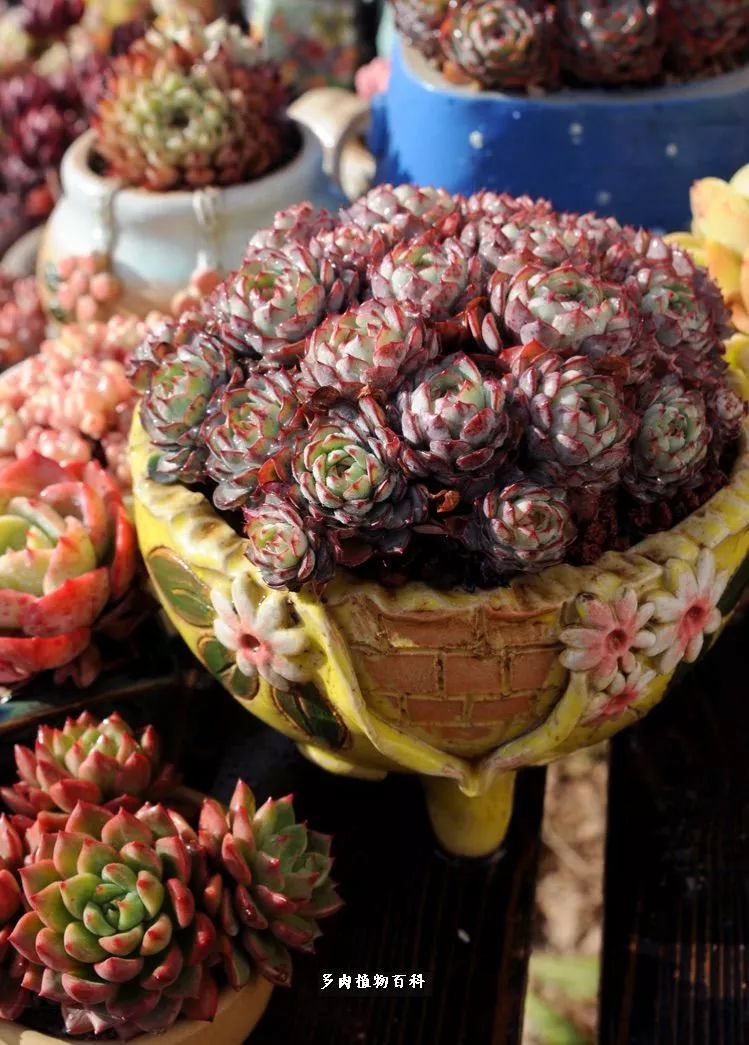 自己做多肉花盆,美肉美盆让阳台更加色彩!