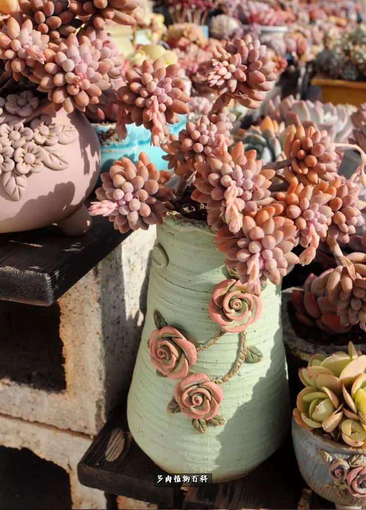 自己做多肉花盆,美肉美盆让阳台更加色彩!