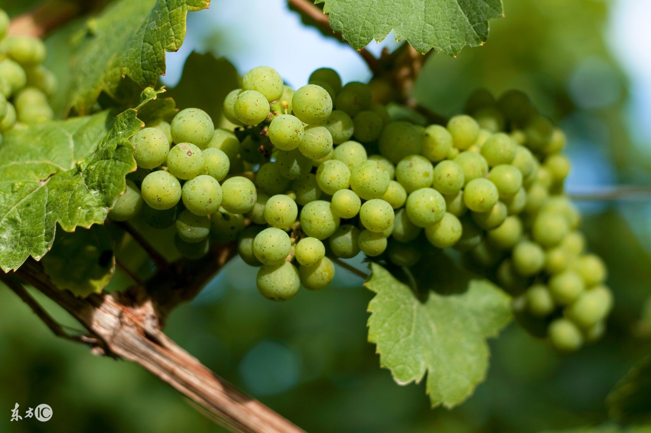 吃水果可以解酒吗,吃水果对解酒有影响吗