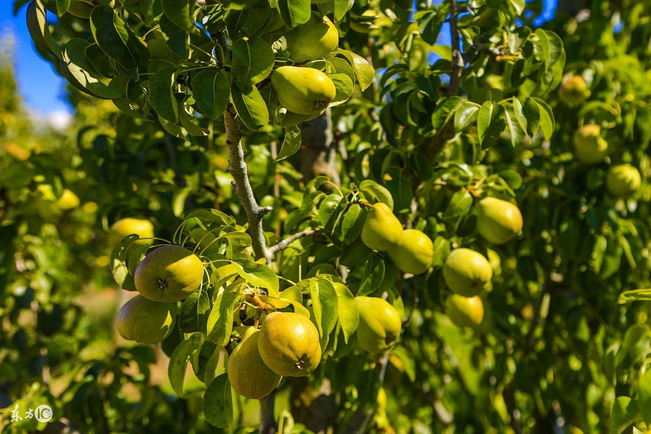 吃水果可以解酒吗,吃水果对解酒有影响吗