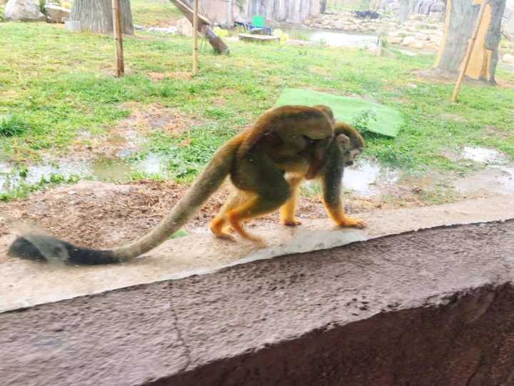 芽庄珍珠岛游乐园刺激项目,芽庄珍珠岛乐园