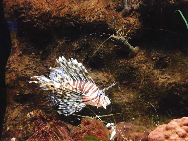 芽庄珍珠岛游乐园刺激项目,芽庄珍珠岛乐园