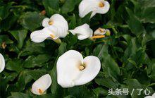 关于马蹄莲的知识,马蹄莲怎么养花必备知识