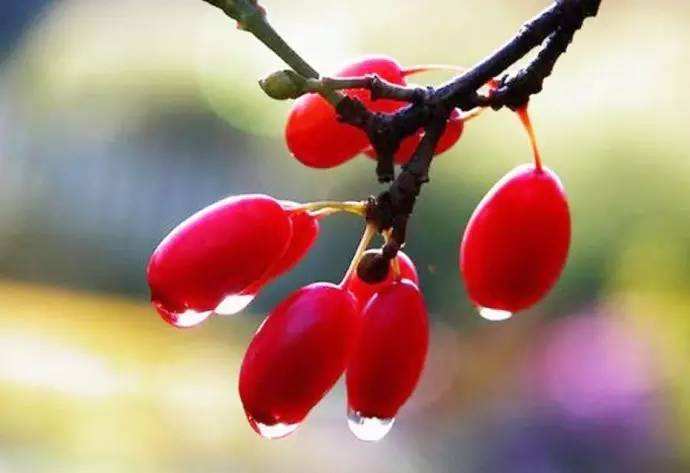 药材行情价格表,中药材价格最新一览表