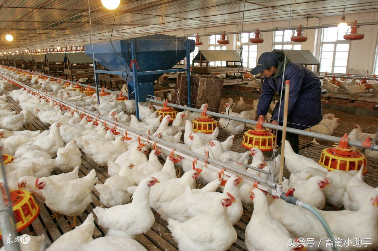 为什么刚到的鸡苗一天要死十多只,鸡苗突然死亡