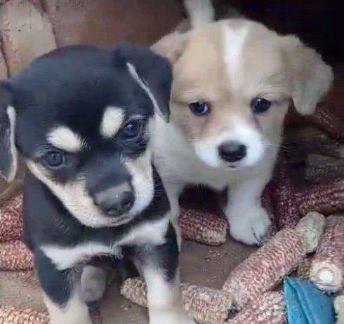 正宗中华田园犬还能买的到吗,中华田园犬现在能买吗