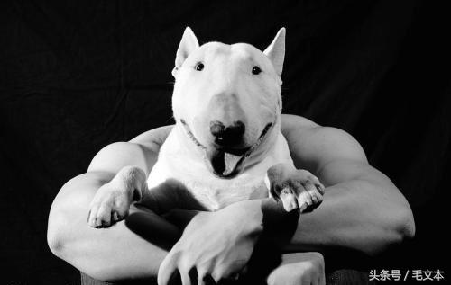 牛头梗到底有多丑,牛头梗咬人怎么松口