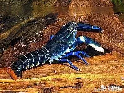 常见淡水观赏鳌虾大全,观赏鳌虾是淡水的吗