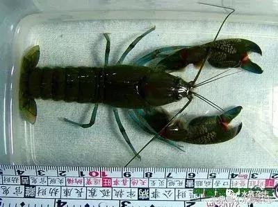 常见淡水观赏鳌虾大全,观赏鳌虾是淡水的吗