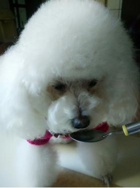 狗狗吃益生菌用法与用量,狗狗为什么要吃消炎药