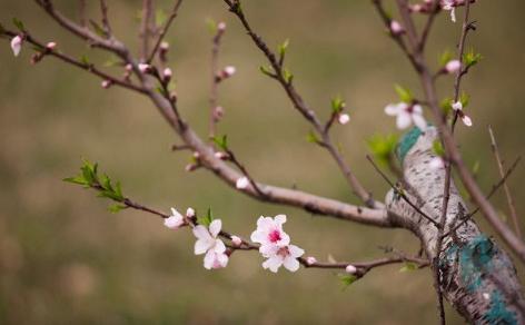 家里放什么可以阻挡一些污秽之物,屋里放什么可以辟邪