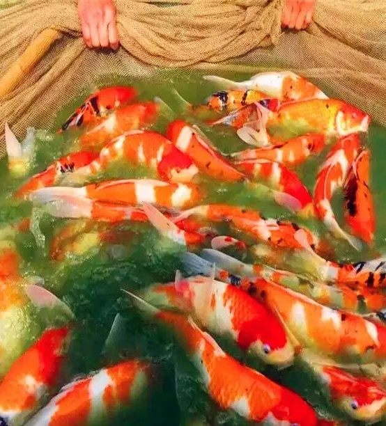 锦鲤繁殖孵化方法全过程,鱼缸锦鲤产卵后怎么孵化