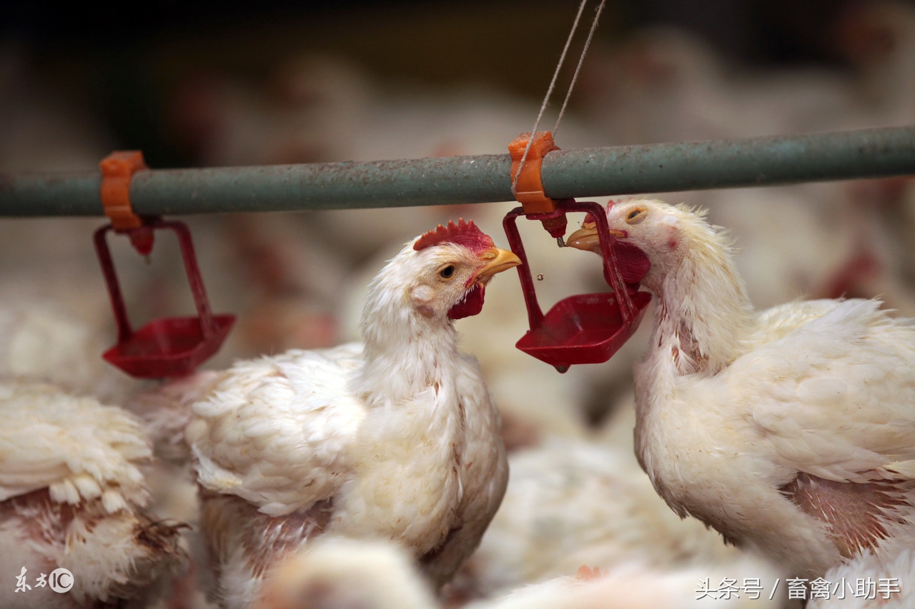 肉鸡感冒继发气囊炎,肉鸡流感最快解决方法