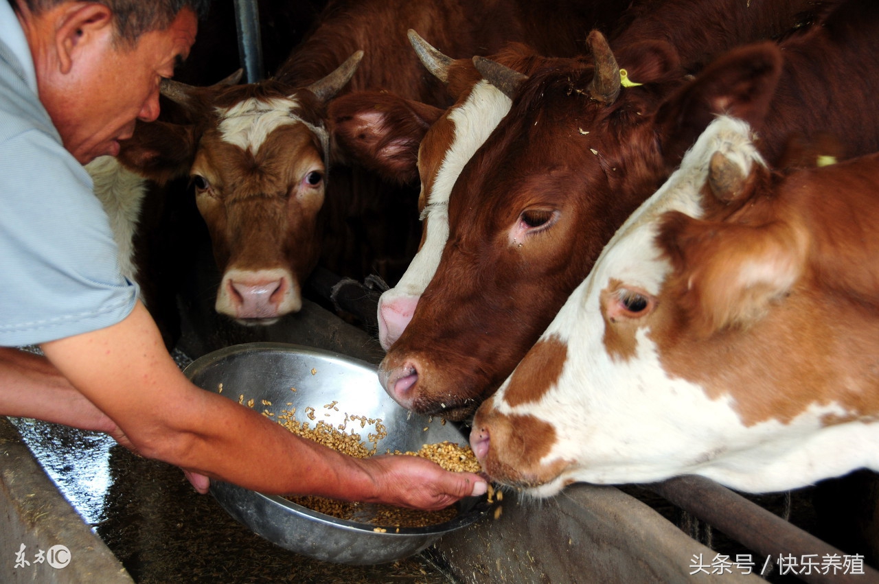 养牛多长时间见效益,养牛小白你知道吗?
