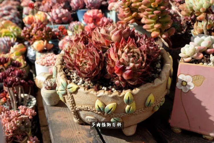 自己做多肉花盆,美肉美盆让阳台更加色彩!