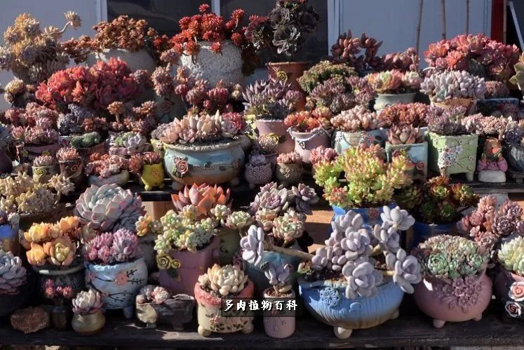 自己做多肉花盆,美肉美盆让阳台更加色彩!