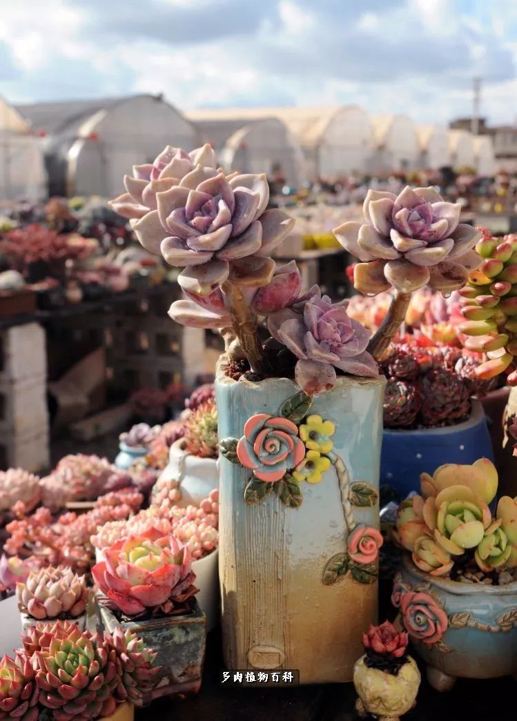 自己做多肉花盆,美肉美盆让阳台更加色彩!