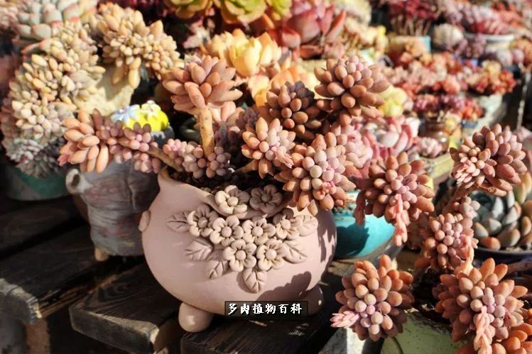 自己做多肉花盆,美肉美盆让阳台更加色彩!