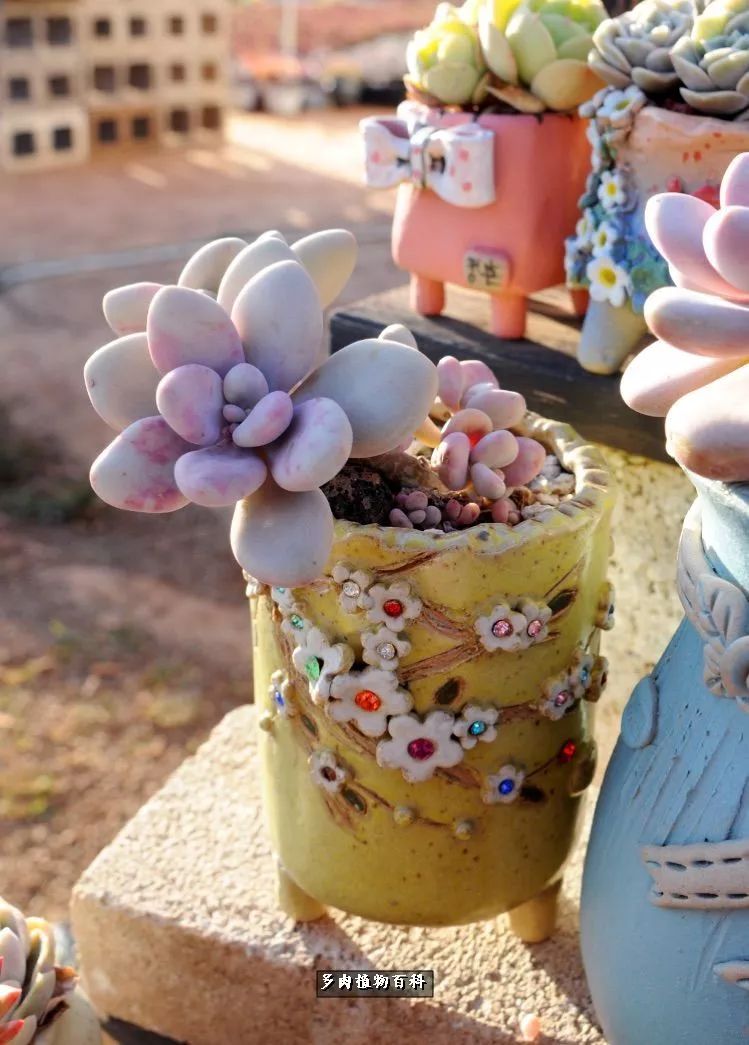 自己做多肉花盆,美肉美盆让阳台更加色彩!