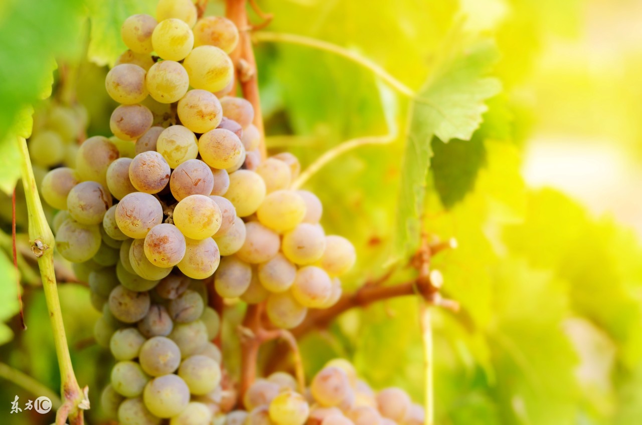 南非世界杯红酒,南非足球联赛红酒