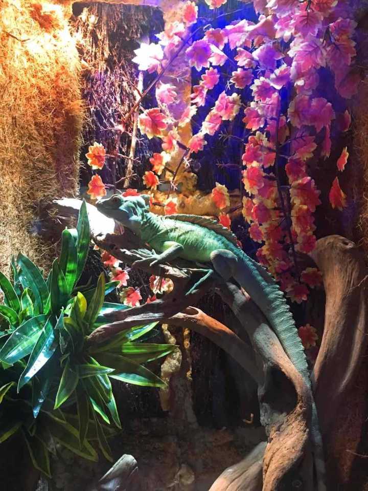 芽庄珍珠岛游乐园刺激项目,芽庄珍珠岛乐园