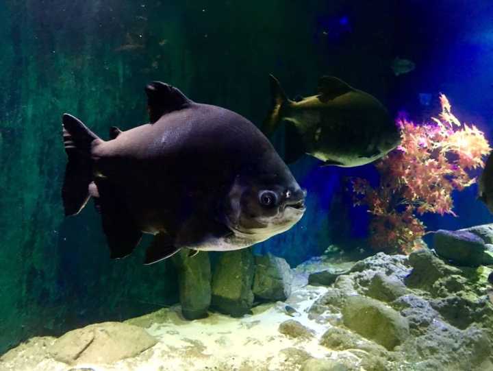 芽庄珍珠岛游乐园刺激项目,芽庄珍珠岛乐园