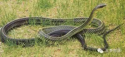 林间挖山参有什么讲究,长白山采参的讲究