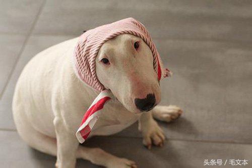 牛头梗到底有多丑,牛头梗咬人怎么松口