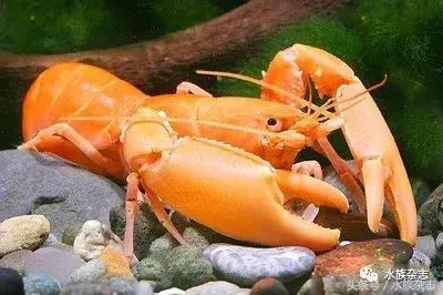 常见淡水观赏鳌虾大全,观赏鳌虾是淡水的吗