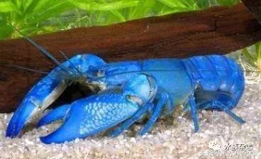 常见淡水观赏鳌虾大全,观赏鳌虾是淡水的吗