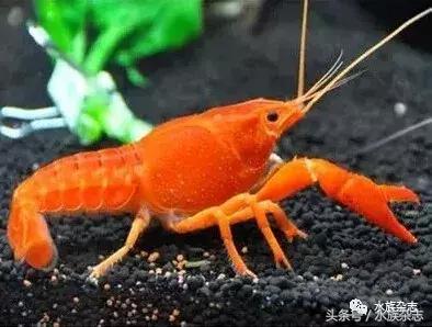 常见淡水观赏鳌虾大全,观赏鳌虾是淡水的吗