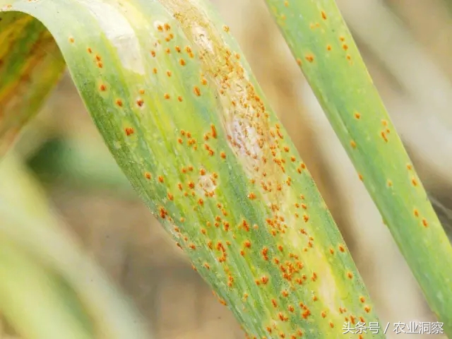 大蒜种植技术与病虫害防治,大蒜的全程种植管理及病虫害防治
