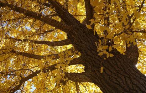 家里放什么可以阻挡一些污秽之物,屋里放什么可以辟邪