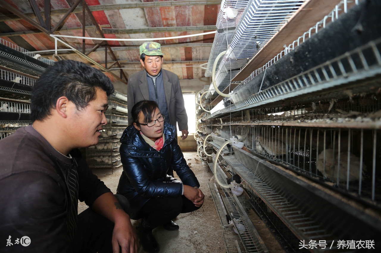 产蛋鹌鹑的饲养管理,鹌鹑养殖效益如何呢