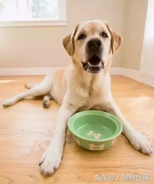 狗狗呕吐的常见原因和应对,导致狗狗呕吐常见的8个原因