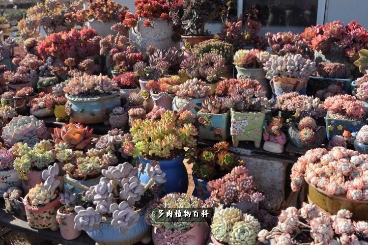 自己做多肉花盆,美肉美盆让阳台更加色彩!