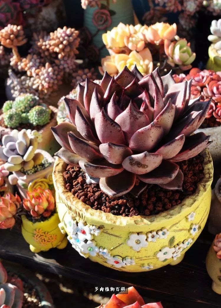 自己做多肉花盆,美肉美盆让阳台更加色彩!